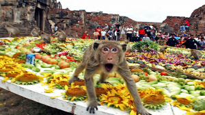 apen buffet top 5 meest bizarre festivals
