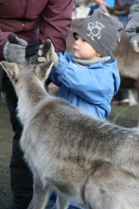 Ellinor's grandson with reindeer