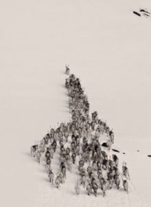 Group of reindeer walking up snowy landscape